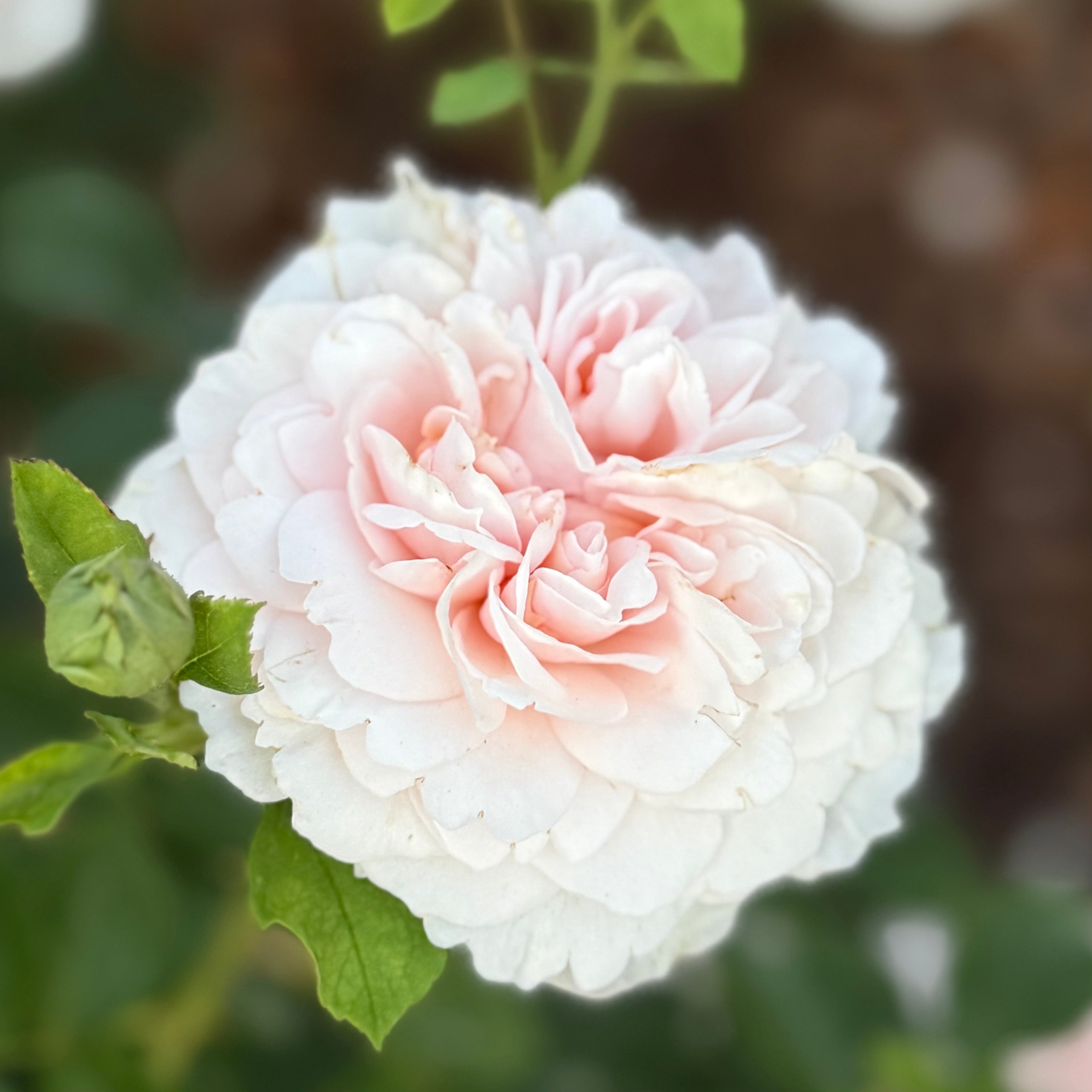 David Austin® The Lady Gardener® Potted Rose Bush