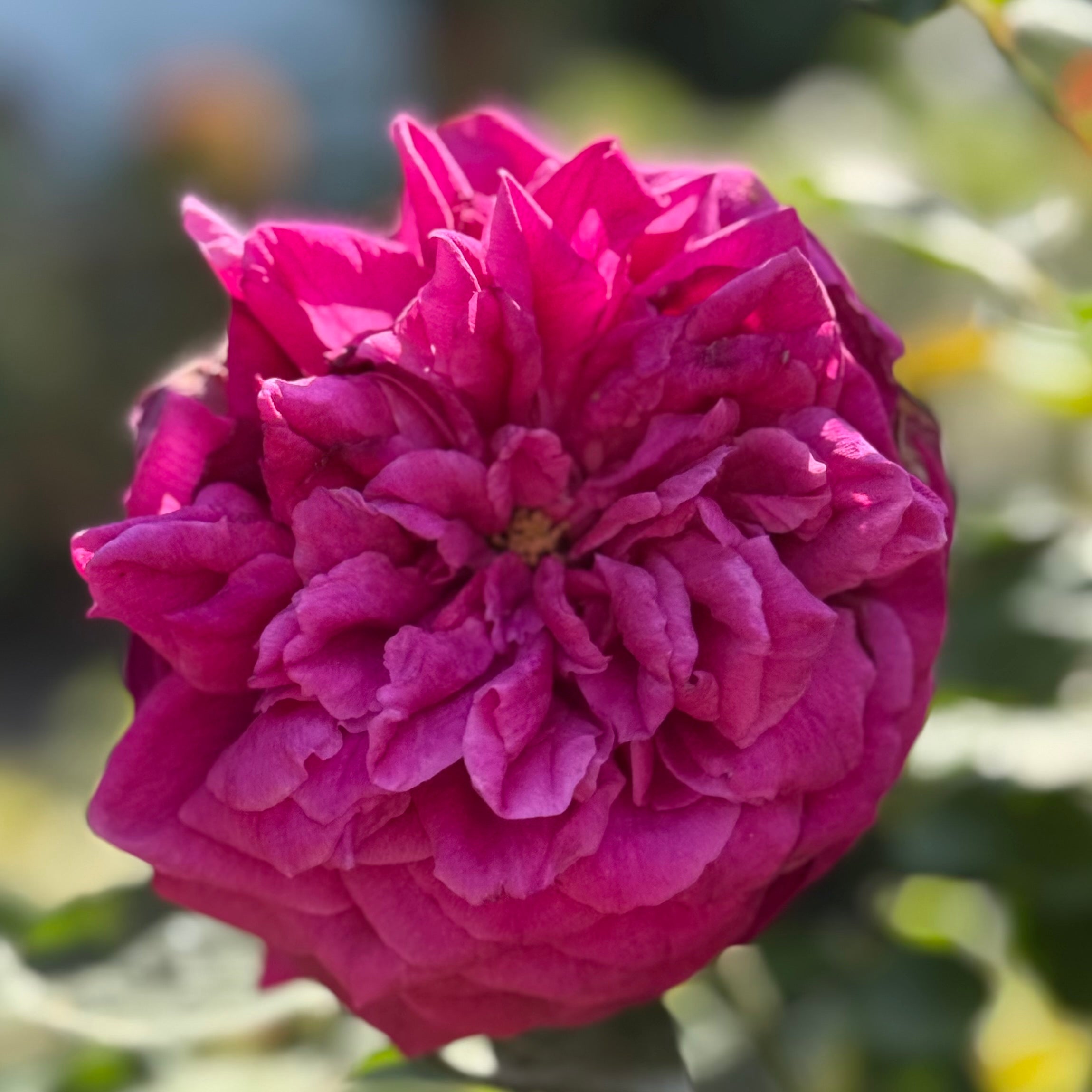 David Austin® The Prince® Potted Rose Bush