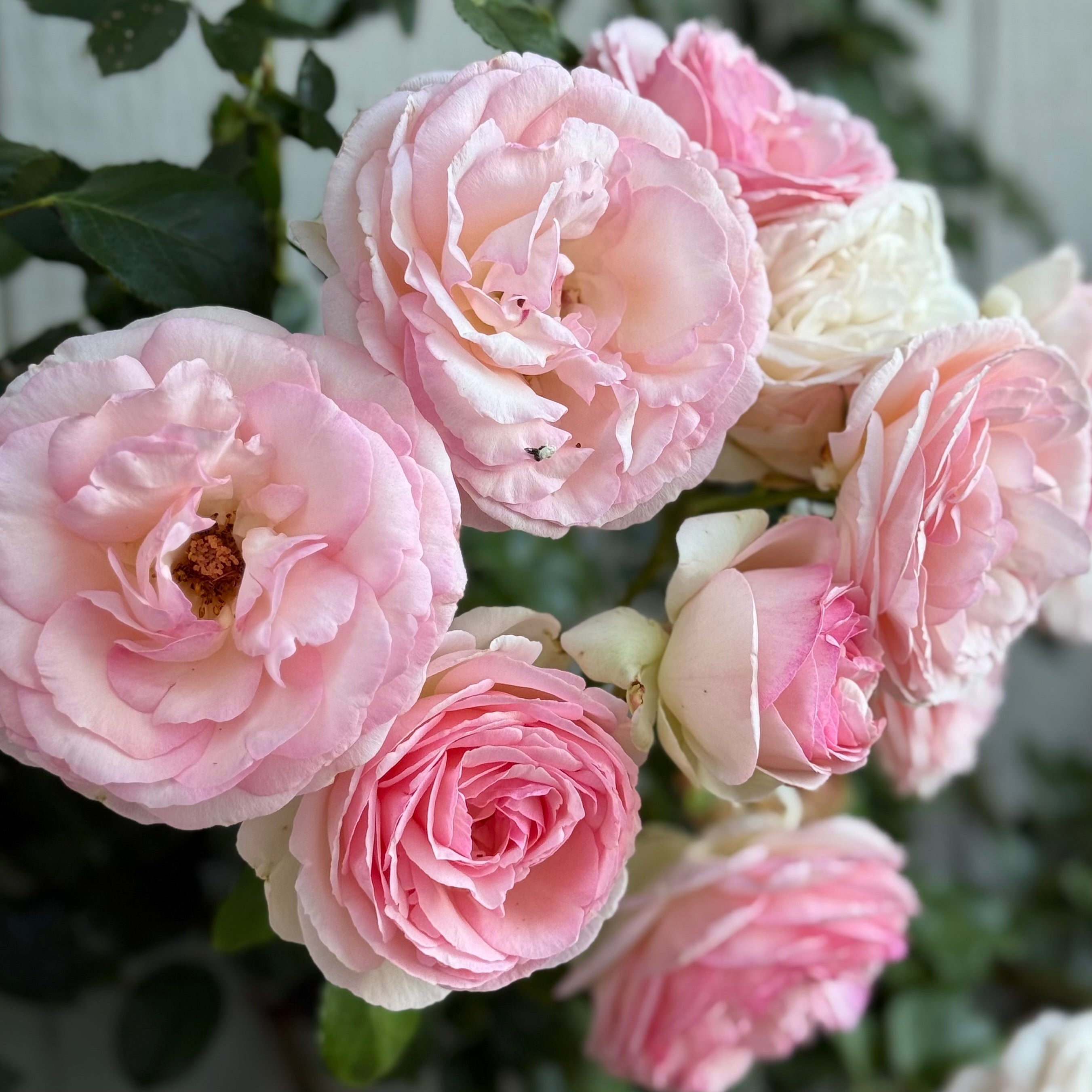 Eden Climber® Potted Climbing Rose