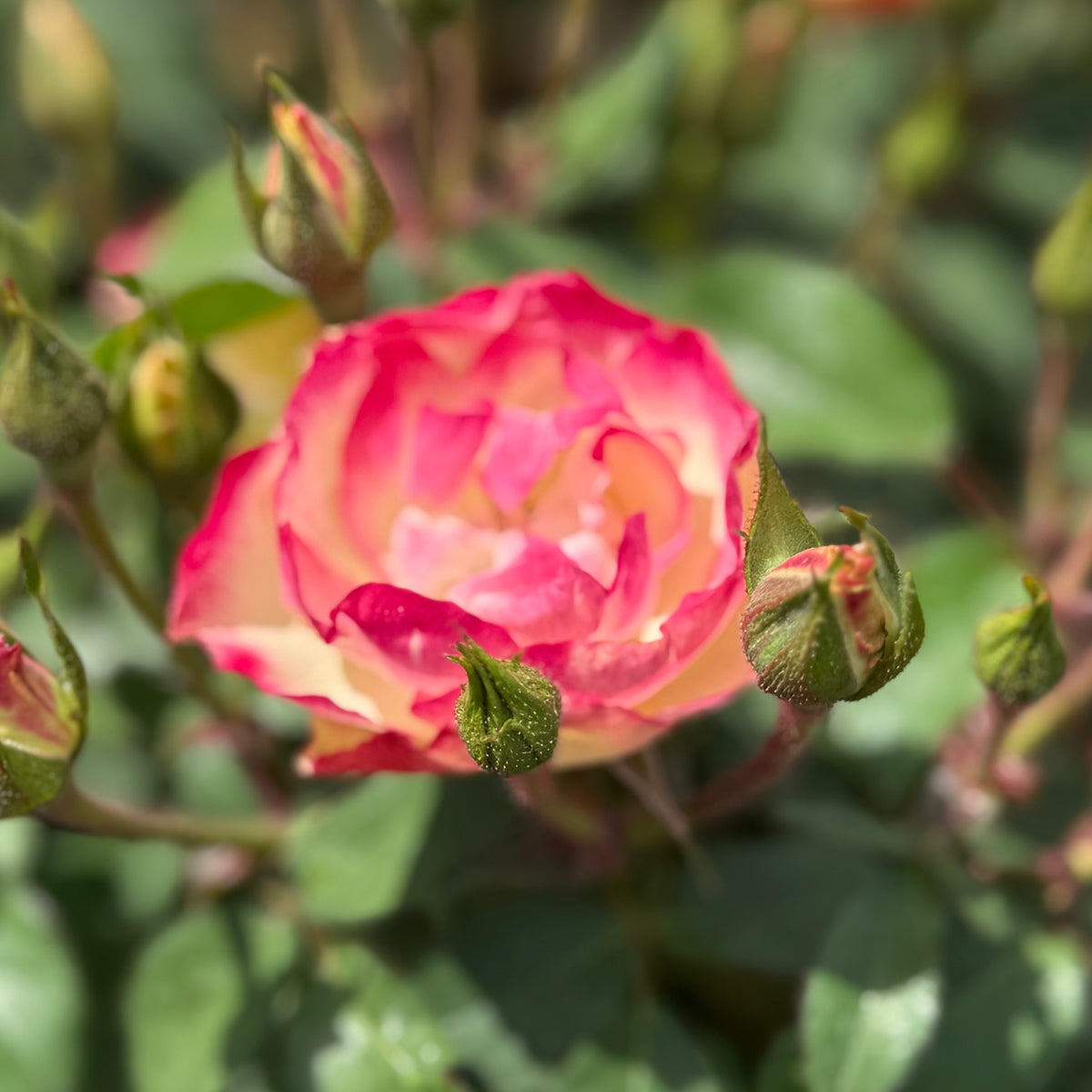 Enchanted Meadow™ Bare Root Tree Rose