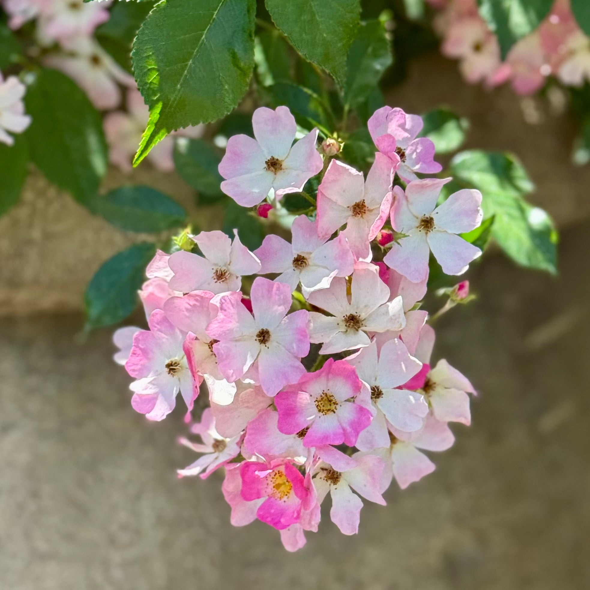 Ballerina™ Potted Rose Bush