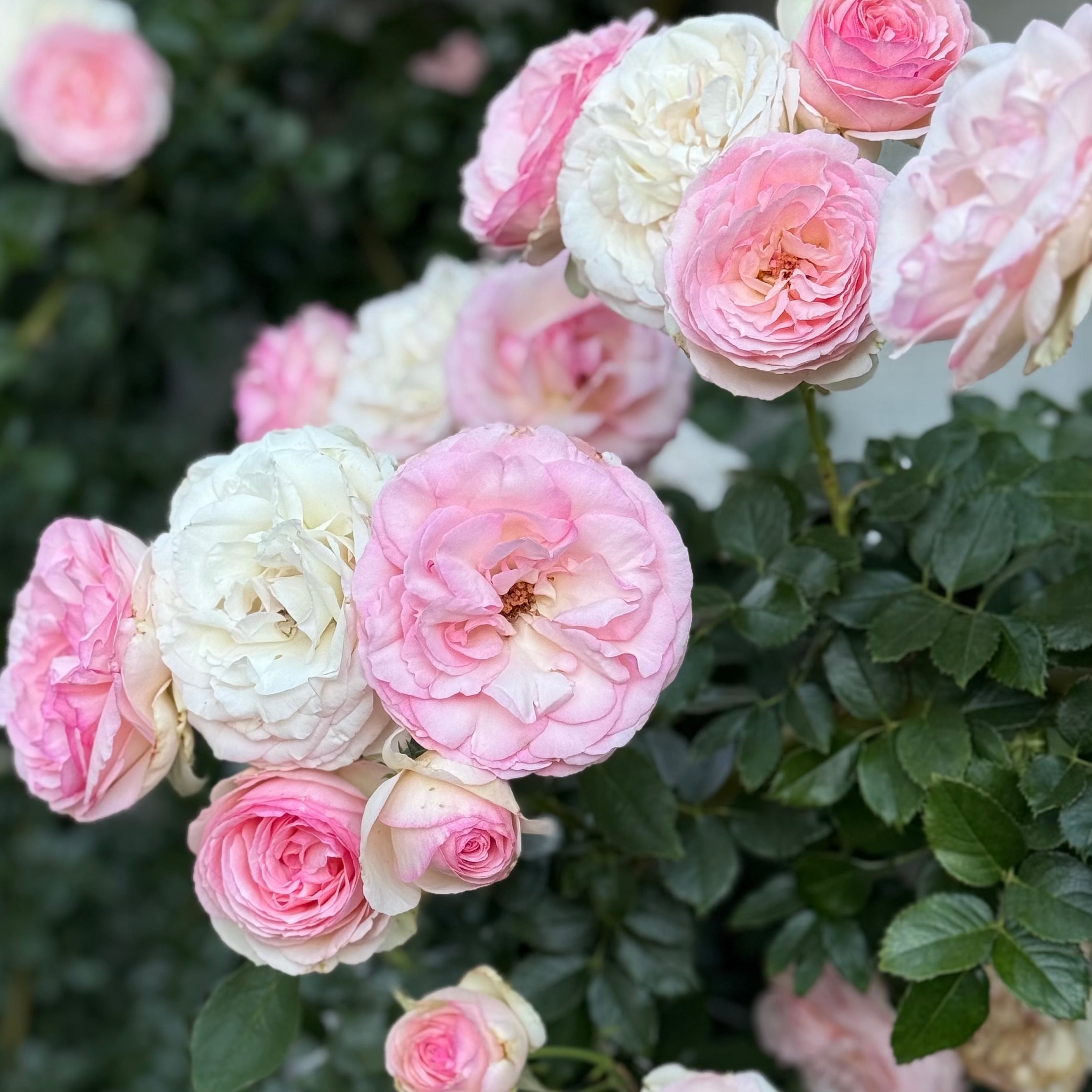 Eden Climber® Potted Climbing Rose