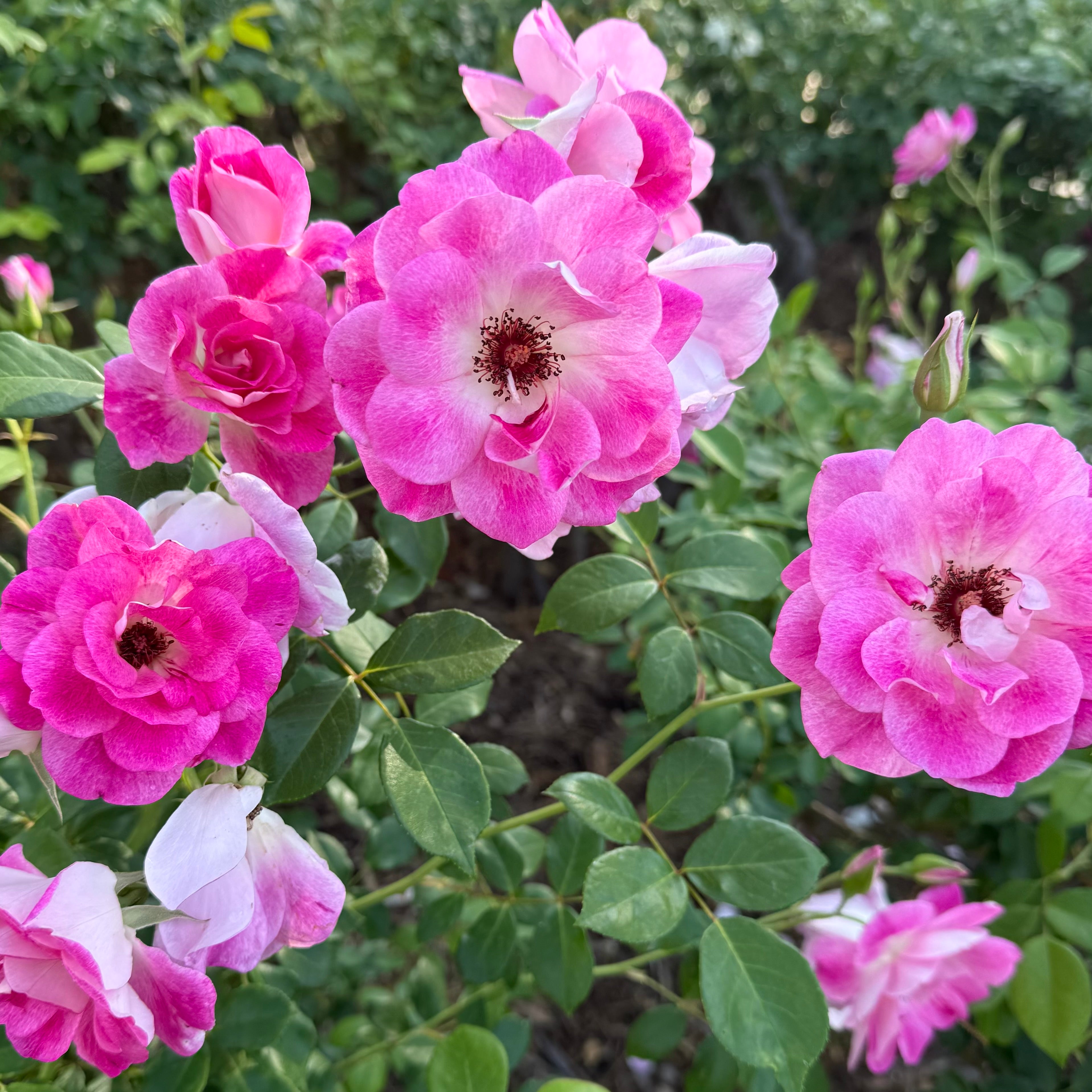Brilliant Pink Iceberg Potted Rose Bush | Pink Floribunda Rose