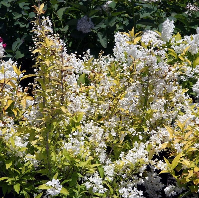 Proven Winners® Deutzia Chardonnay Pearls® Potted Deutzia Bush