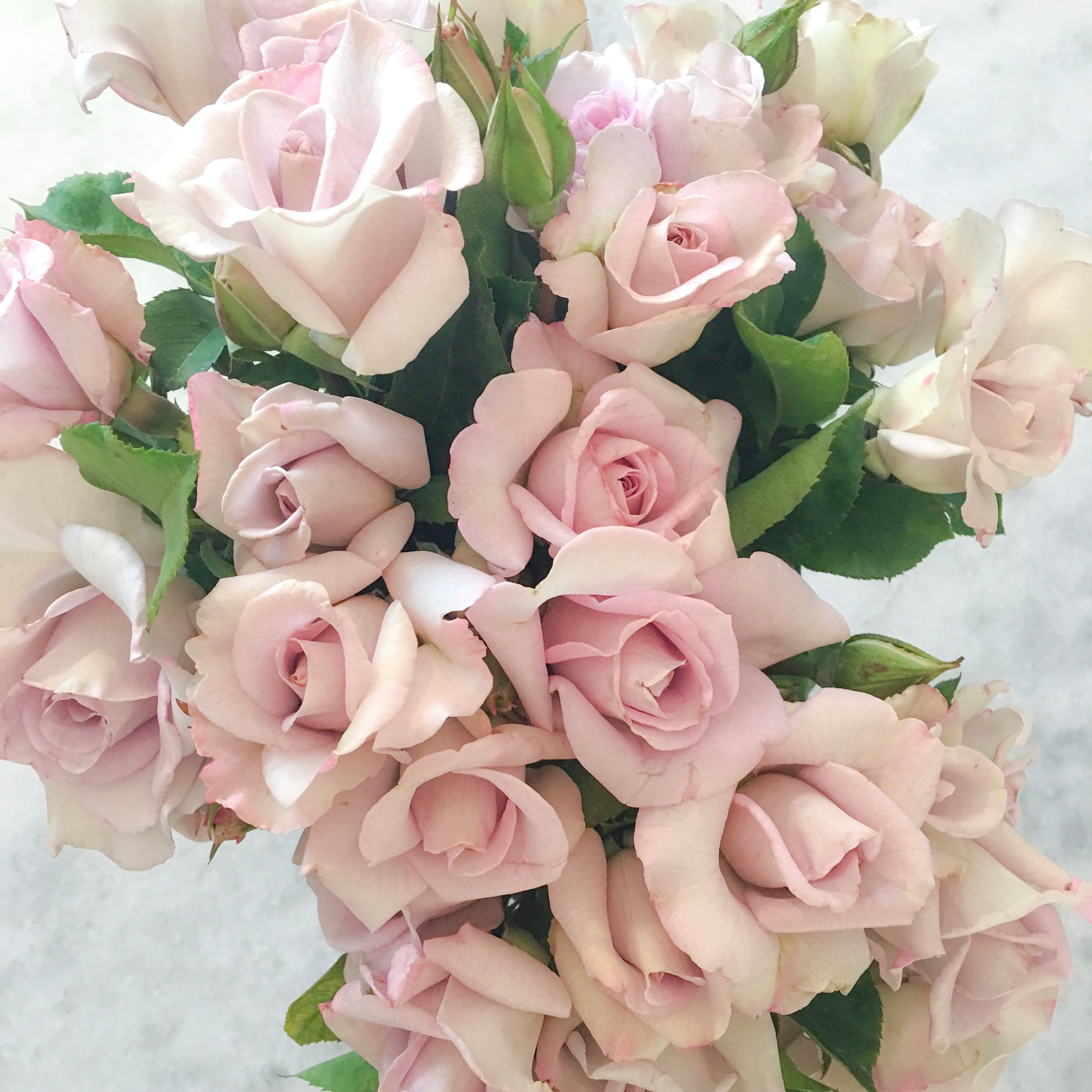 Lagerfeld® Potted Rose Bush