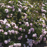 Blushing Drift® Potted Rose Bush