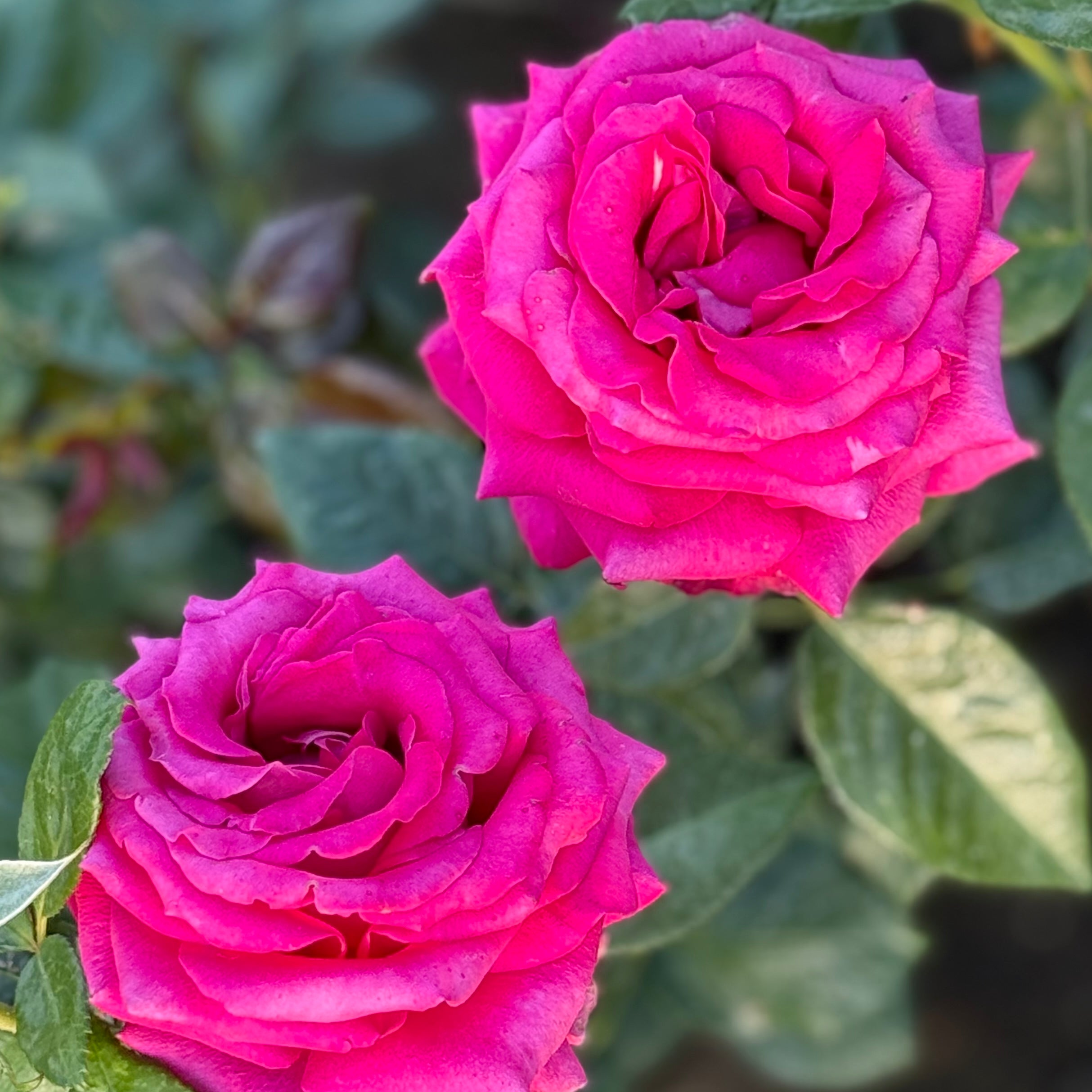 Stiletto™ Potted Rose Bush