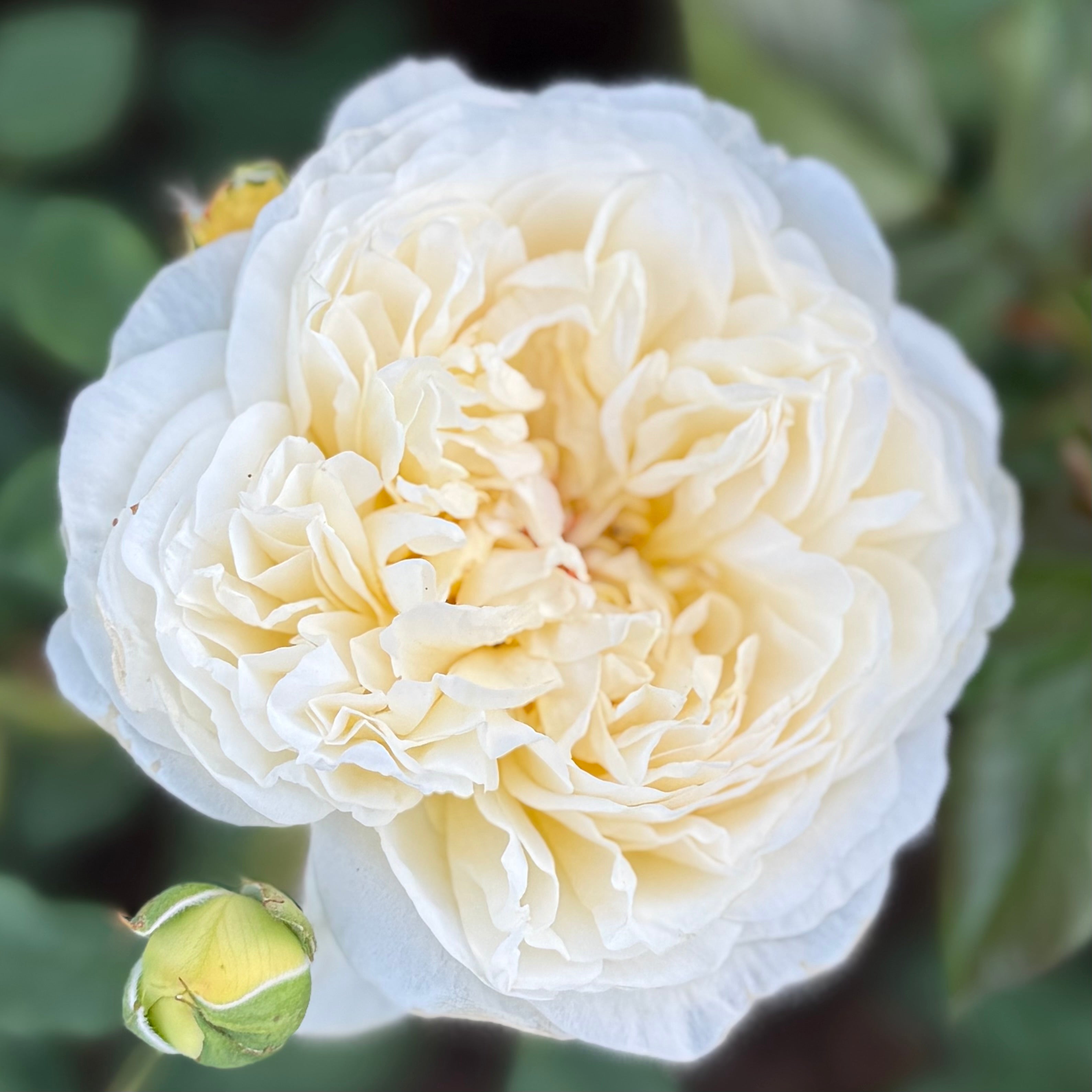 David Austin® The Poet's Wife Potted Rose Bush