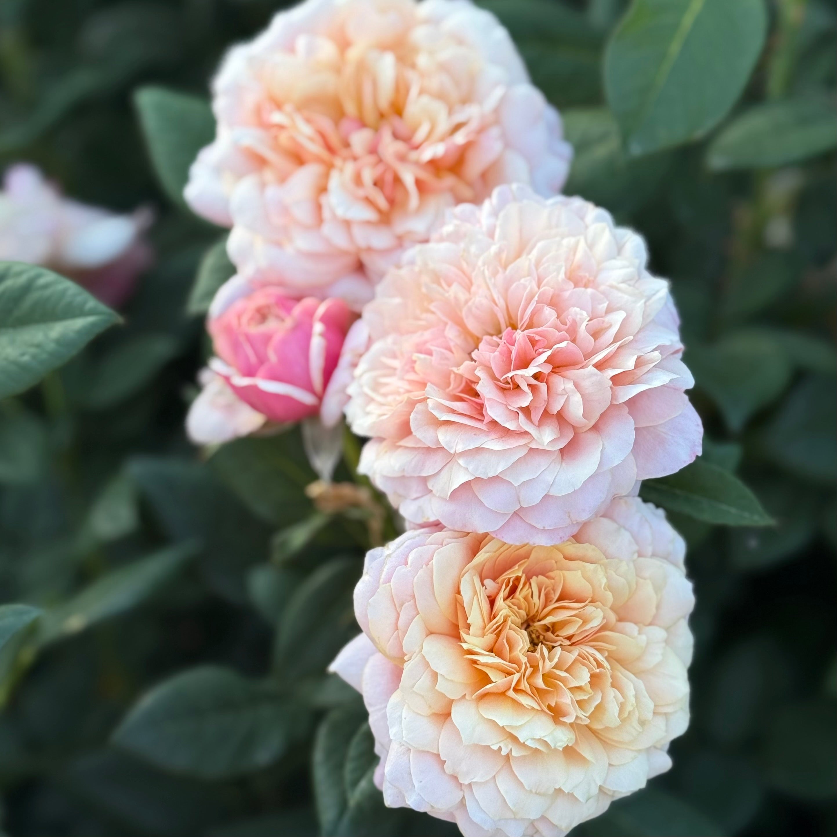 State of Grace ™ Potted Rose Bush