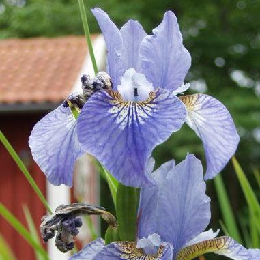 Iris Cape Cod Boys Potted Siberian Iris