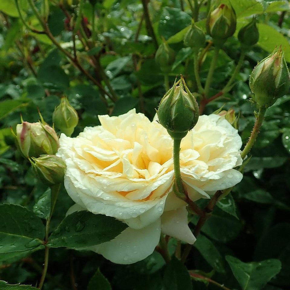David Austin® Teasing Georgia® Potted Rose Bush
