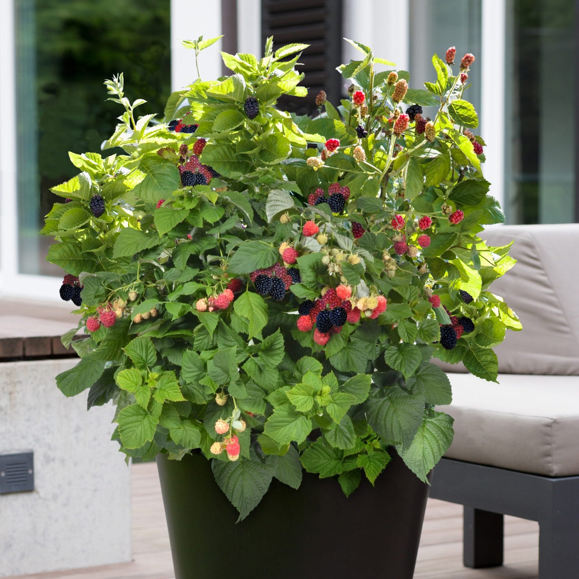 Blackberry Bushel and Berry® Baby Cakes® Thornless Potted Blackberry Plant