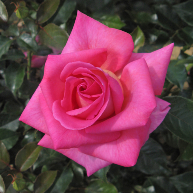 Barbra's Baby™ Bare Root Rose Bush