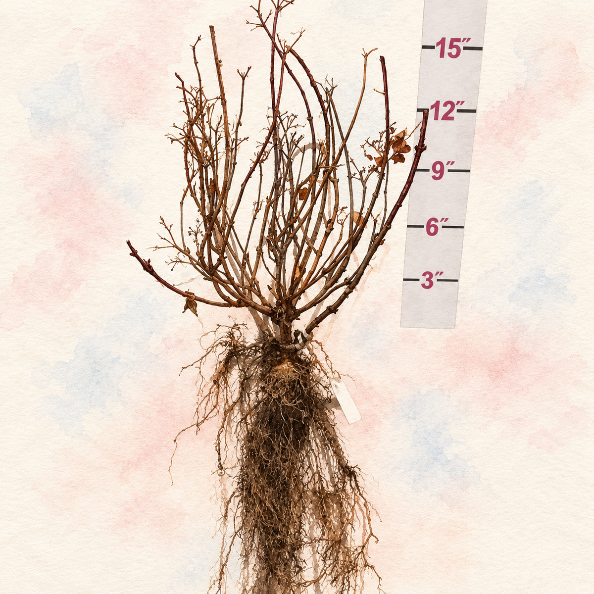 Endless Summer® Twist-n-Shout® Bigleaf Hydrangea Bare Root Hydrangea Bush