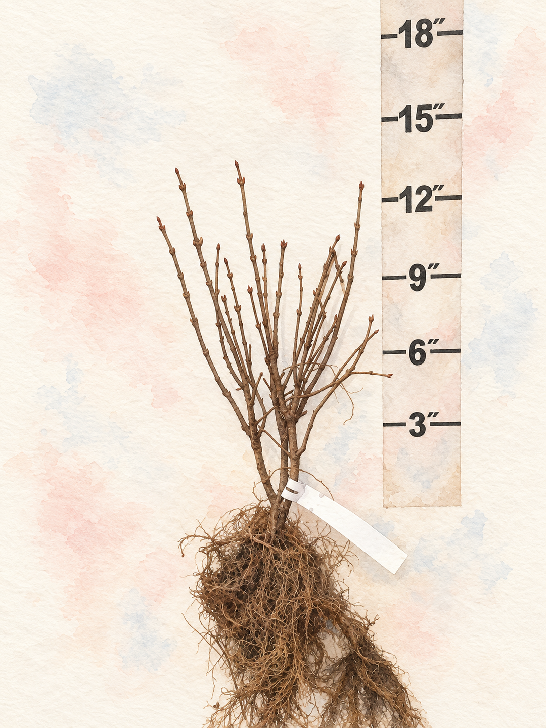 First Editions® Little Lady™ Bare Root Lilac Bush