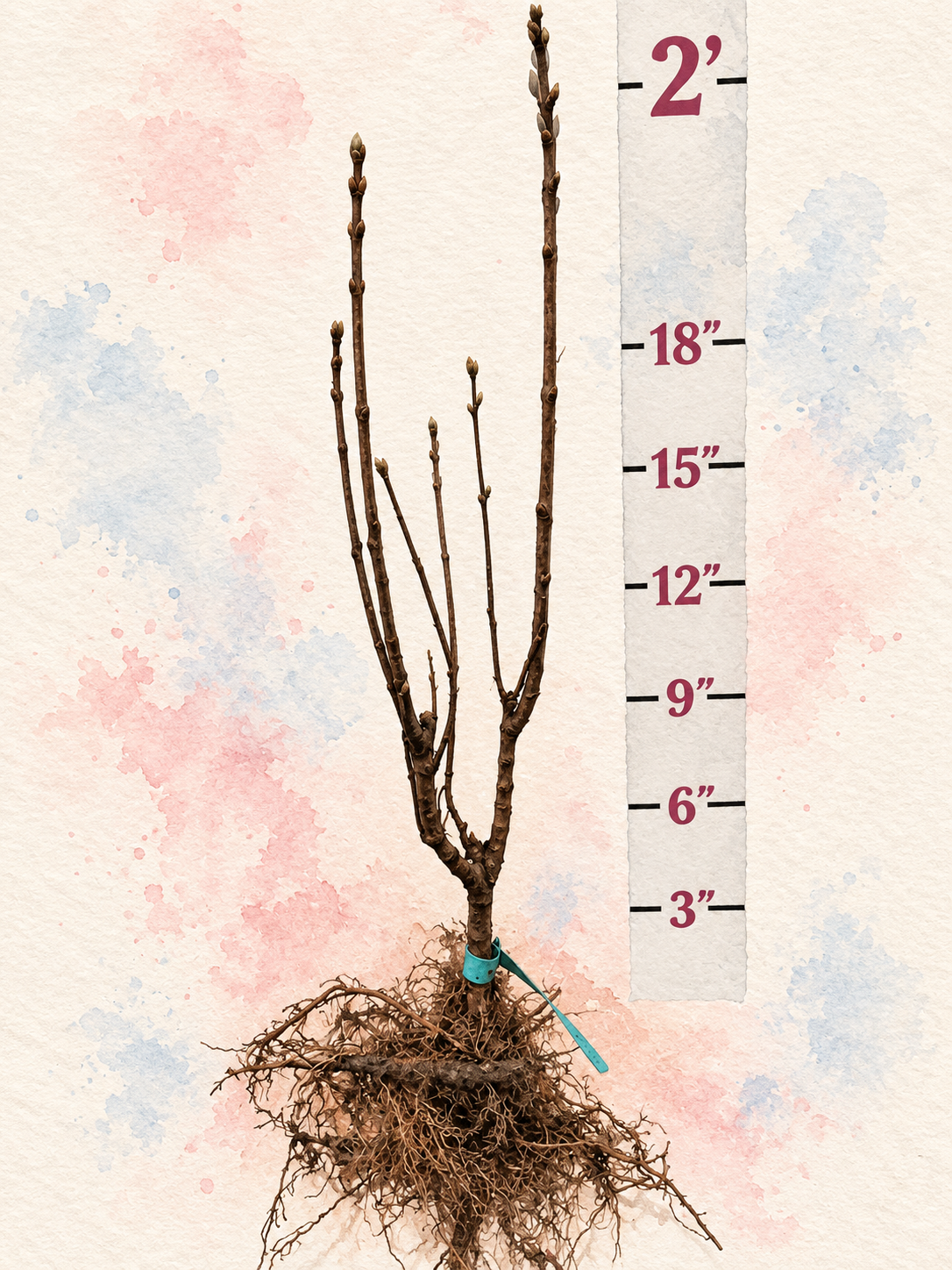 Yankee Doodle Bare Root Lilac Bush