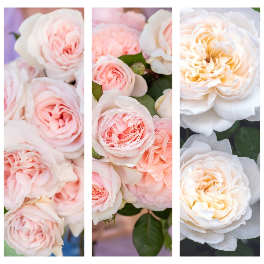 My Heart is, and Always Has Been - Yours® Garden Color Stories™ Bundle of 3 Bare Root Roses