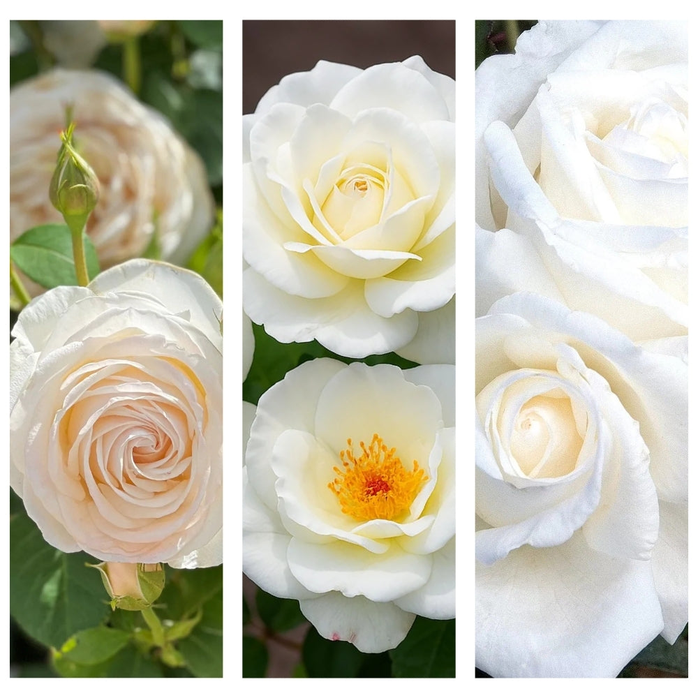 Letters from Pemberly® Garden Color Stories™ Bundle of 3 Bare Root Roses