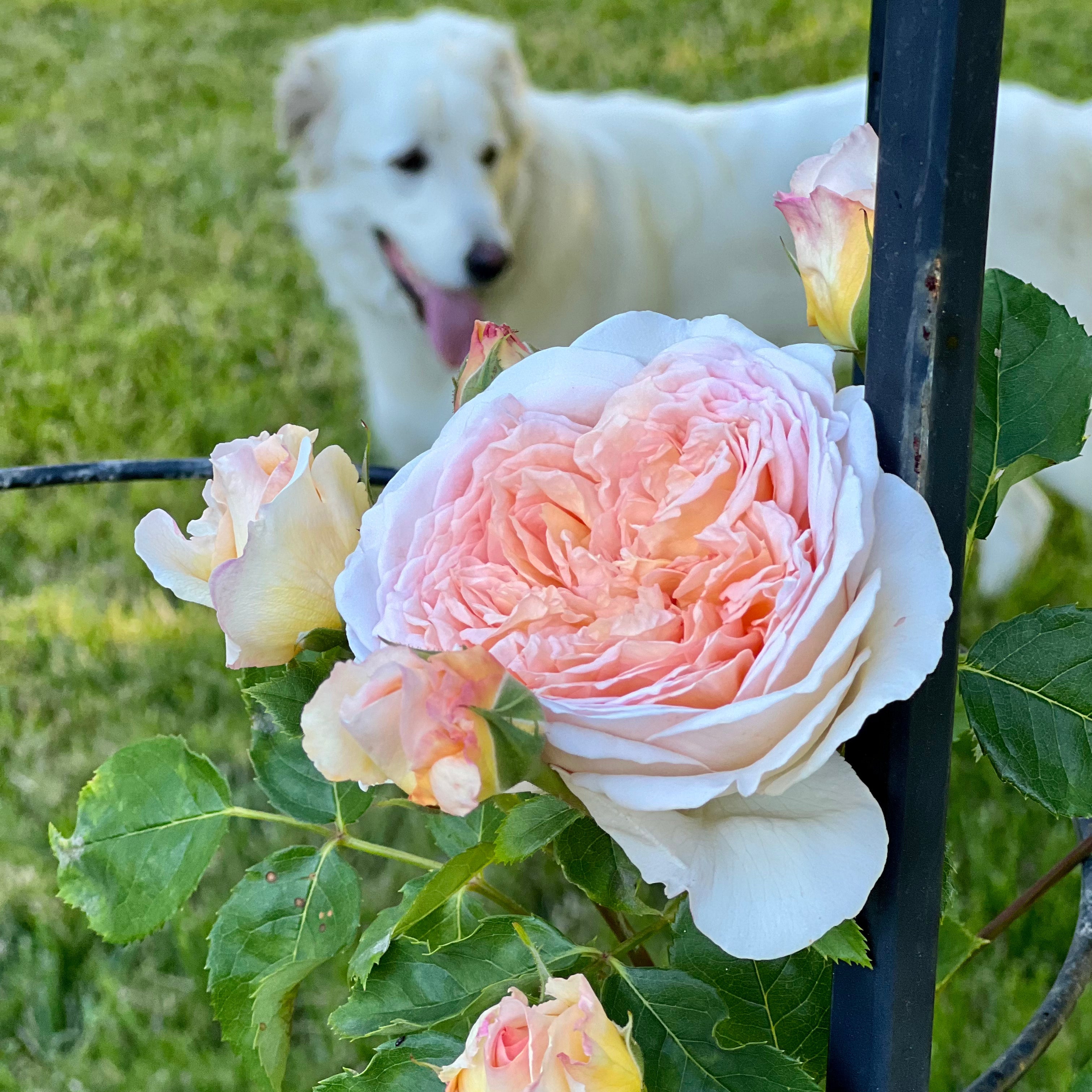 David Austin® Bathsheba® Potted Climbing Rose Bush