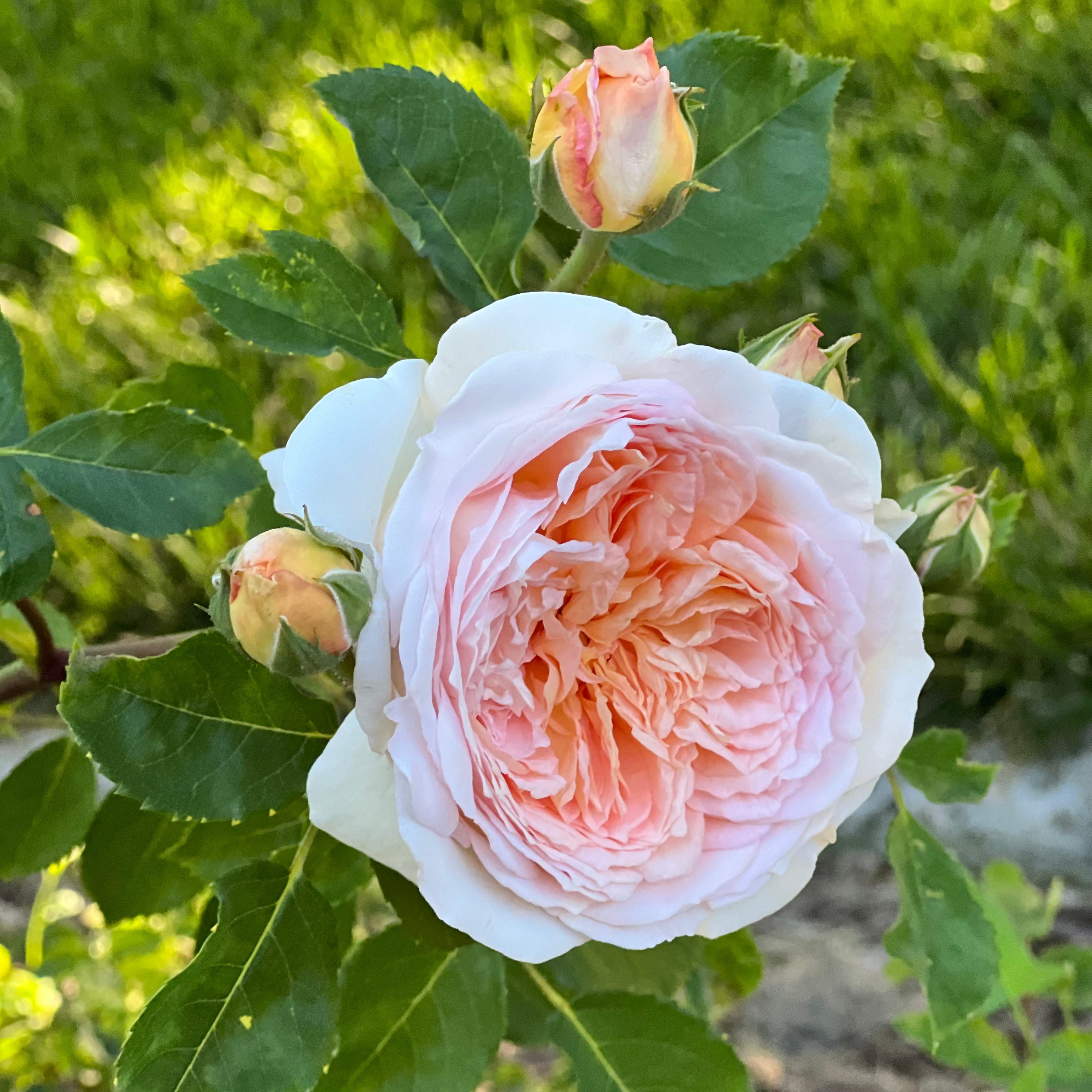 David Austin® Bathsheba® Potted Climbing Rose Bush