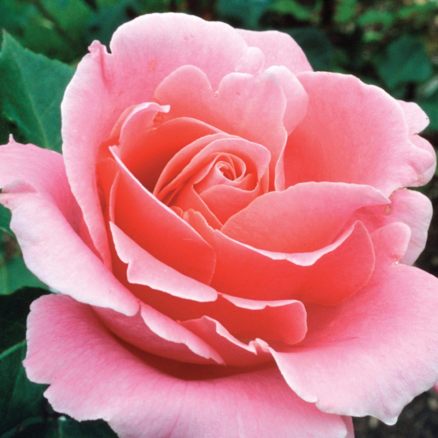 Bewitched ™ Bare Root Tree Rose