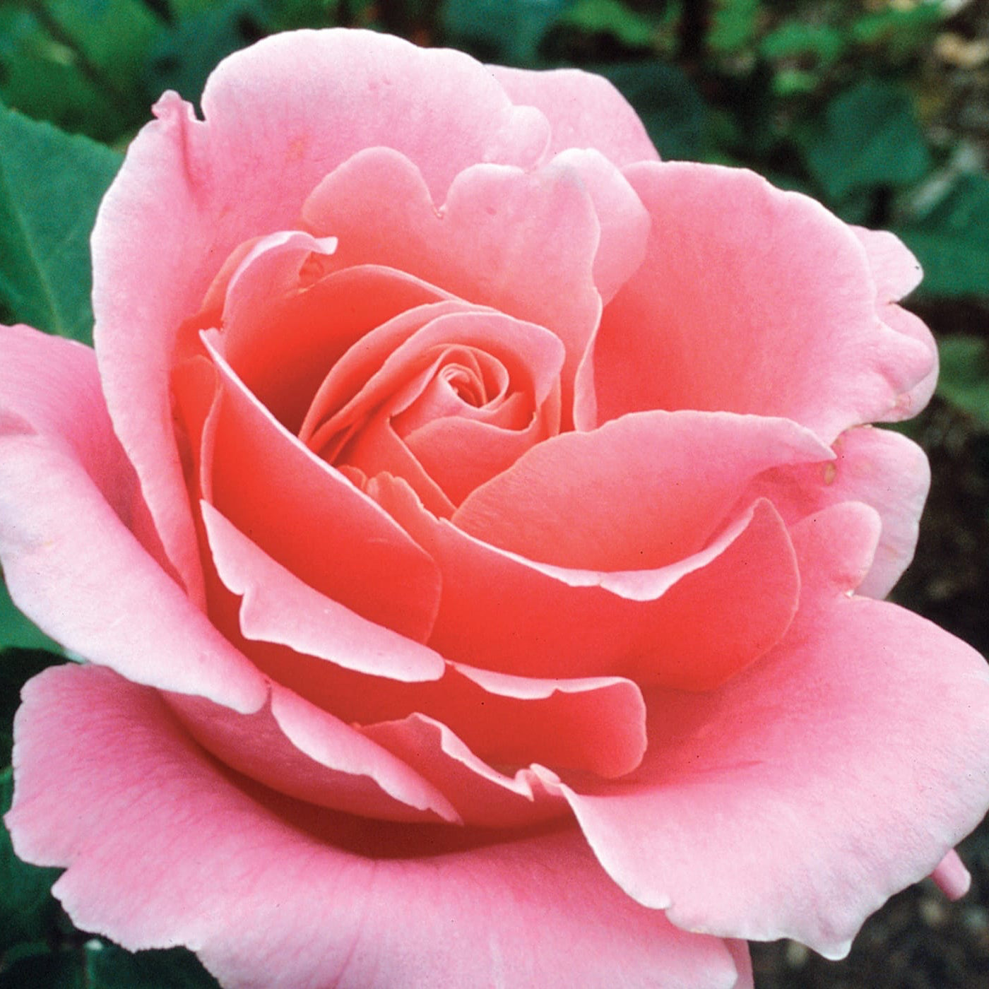 Close-up of a pink rose with green leaves in the background