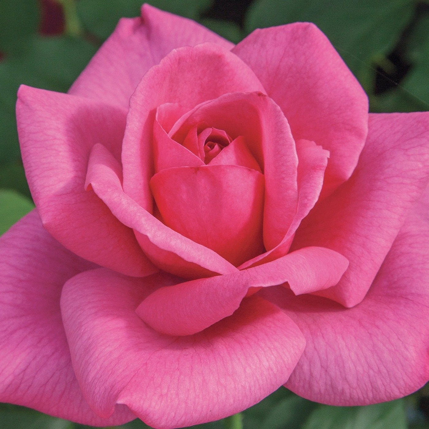Big Momma™ Bare Root Rose Bush - Grace Rose Farm