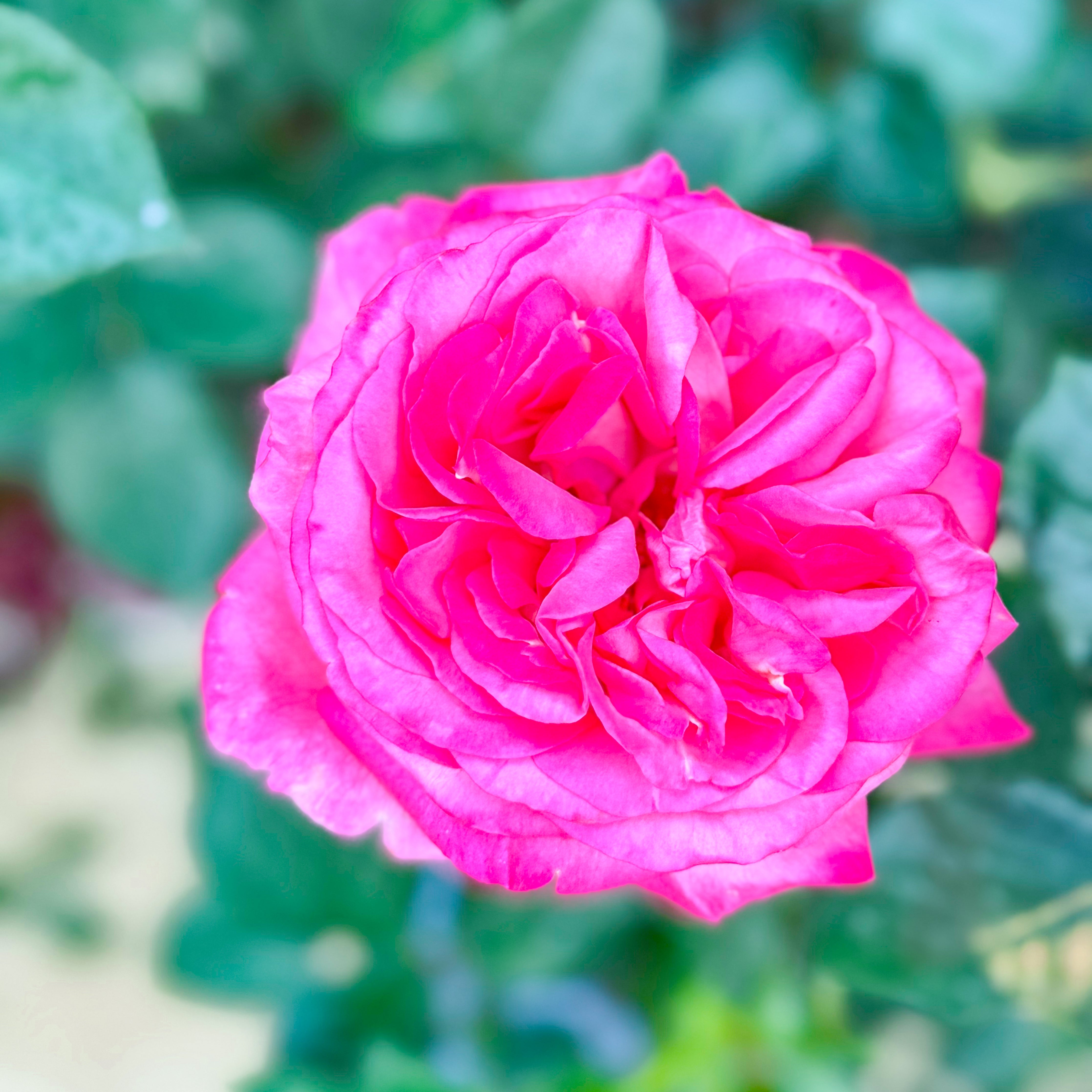 Big Momma™ Potted Rose Bush