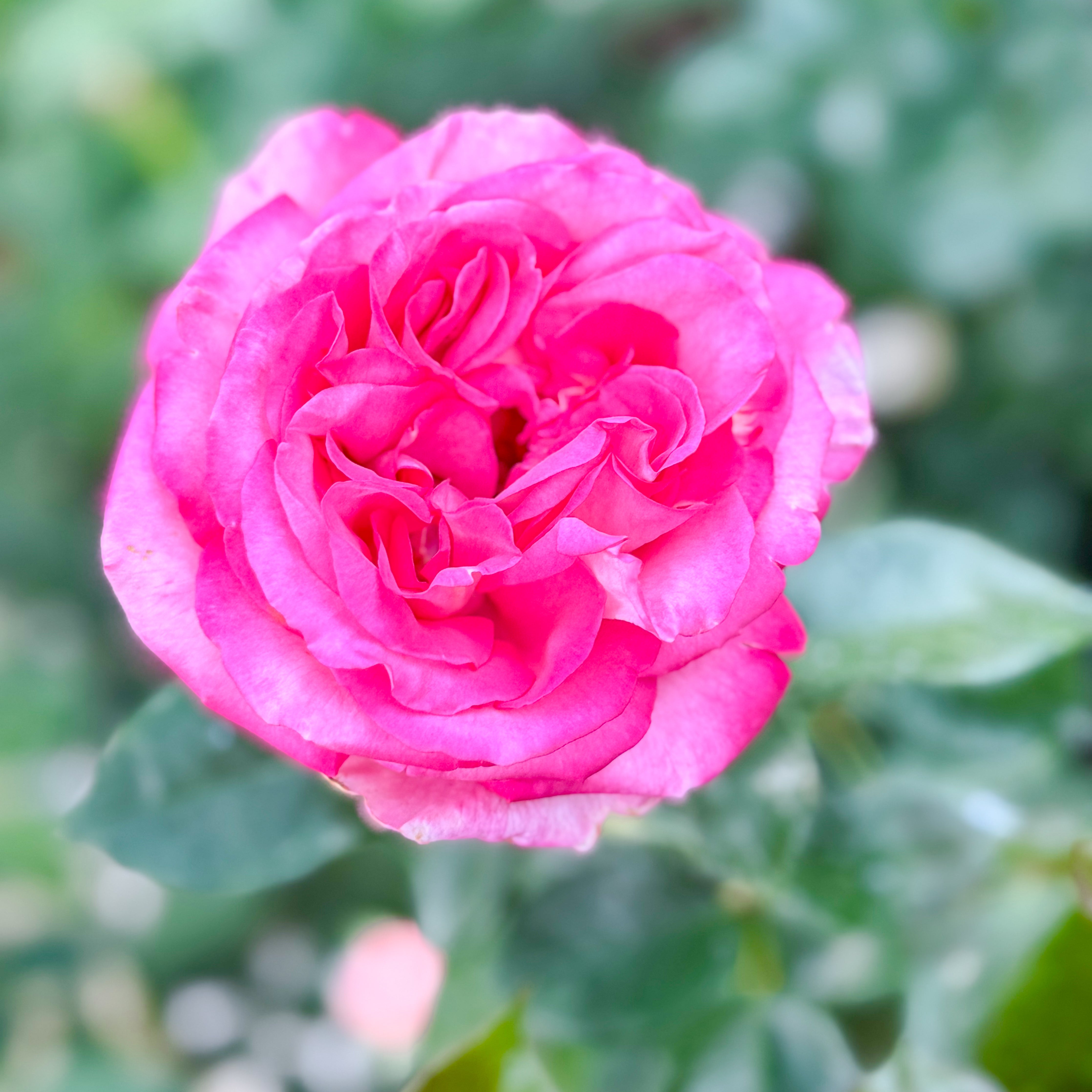 Big Momma™ Potted Rose Bush