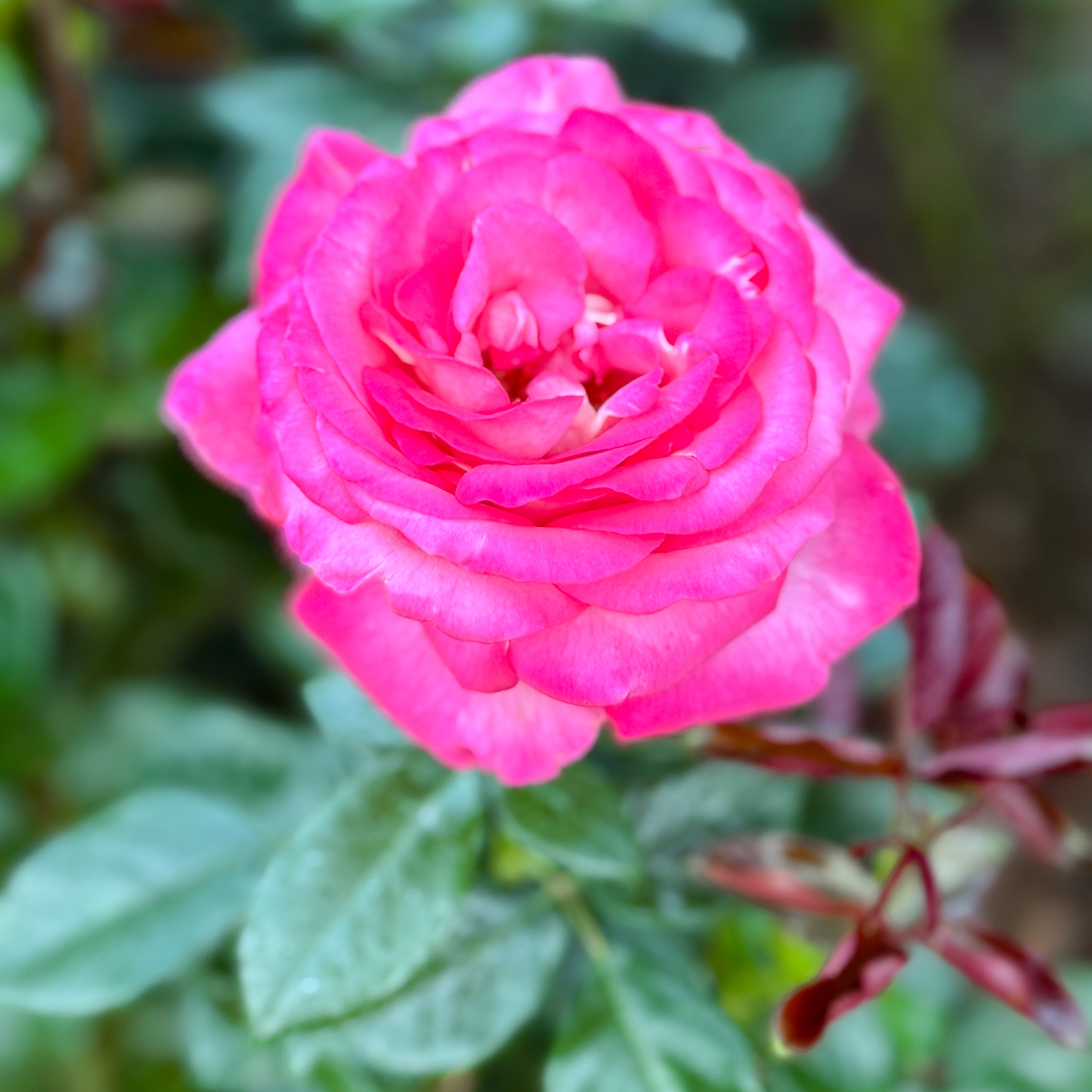 Big Momma™ Potted Rose Bush