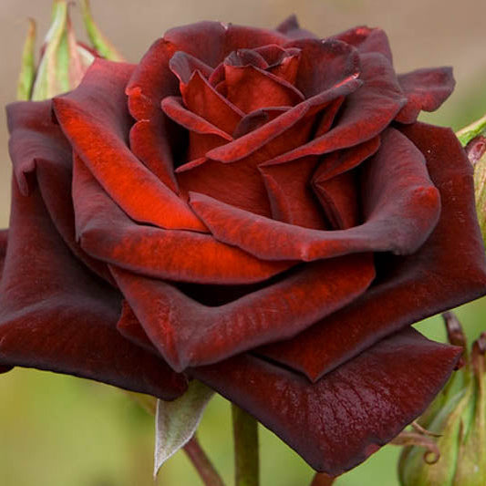 Black MagicĀ® Potted Rose Bush