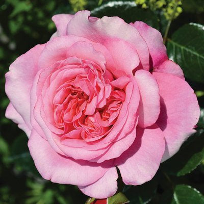 Fragrant Showpiece™ Blush Bare Root Rose Bush