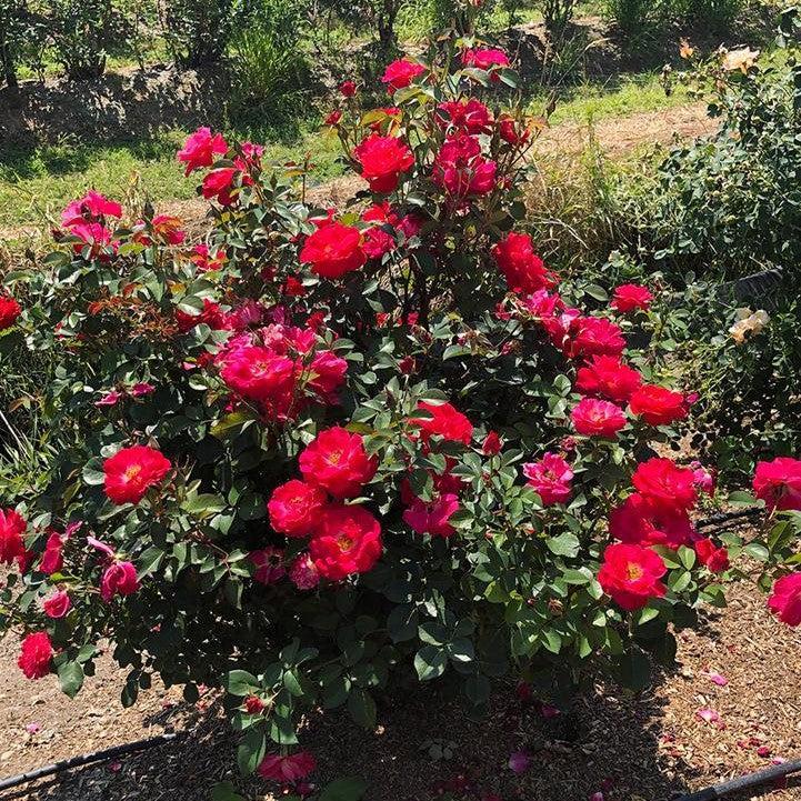 Rose Bloomin' Easy® Cinnamon Hearts™ Potted Rose Bush