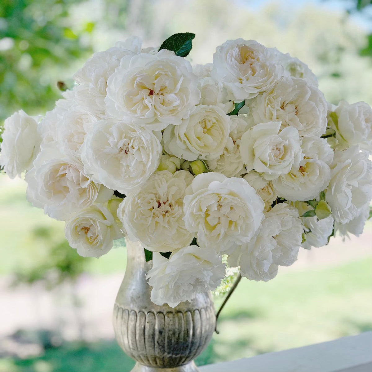 Ribbons of Roses™ 4 Pack of Potted 1 Gallon Roses - Bolero™️