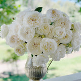 Bolero™ Potted Rose Bush