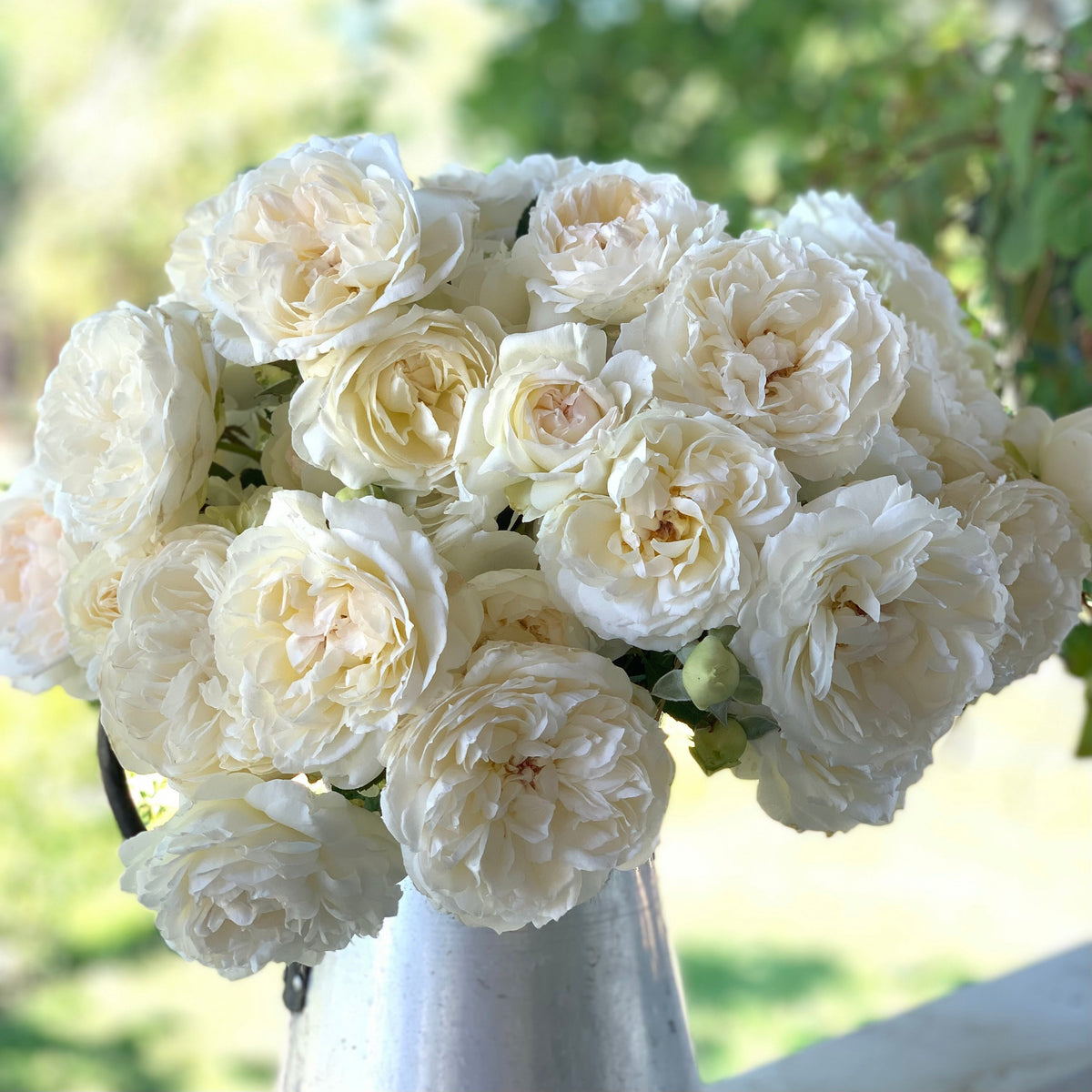 Ribbons of Roses™ 4 Pack of Potted 1 Gallon Roses - Bolero™️