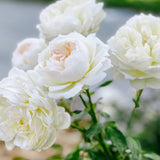 Bolero™ Potted Rose Bush