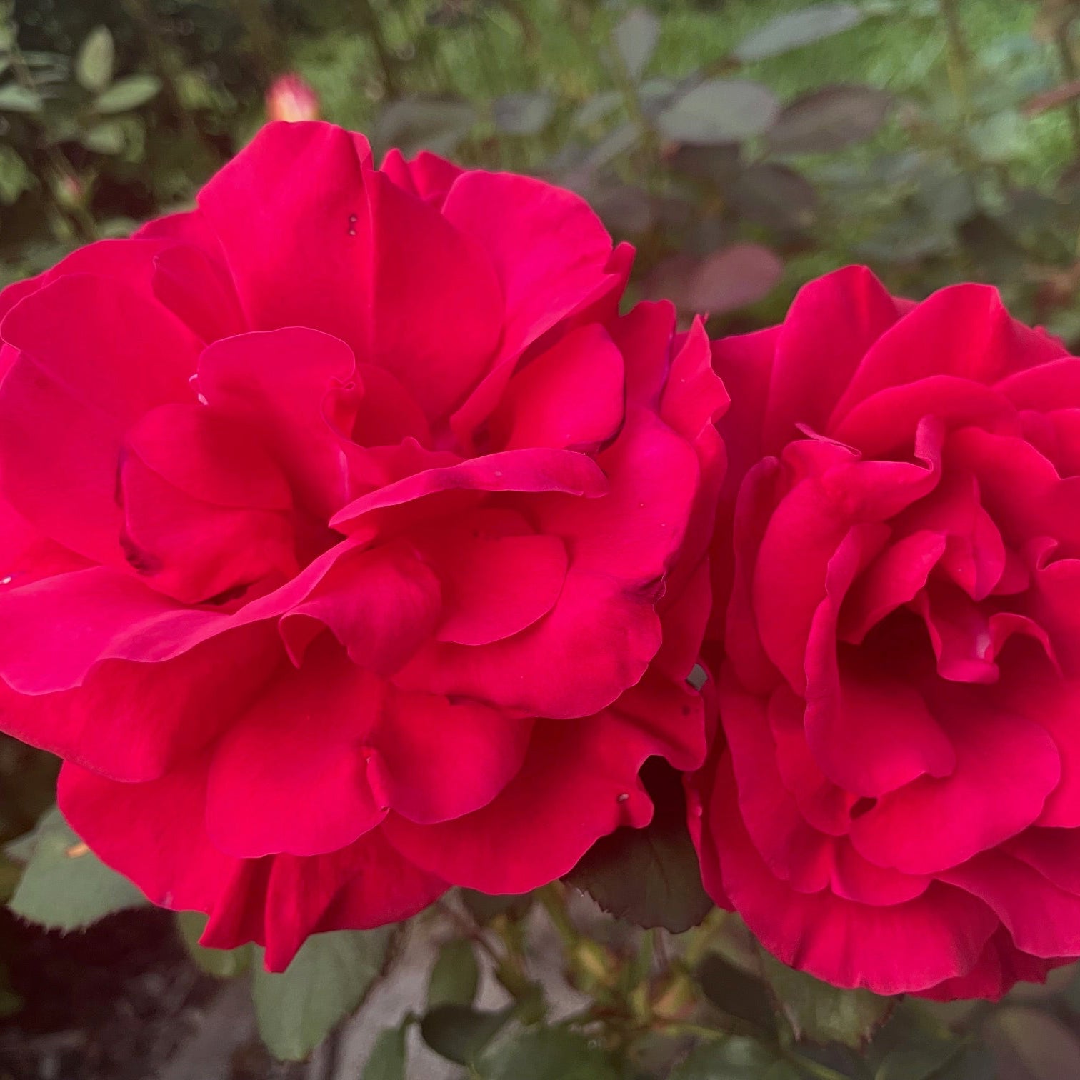 Two vibrant red roses with a blurred green background