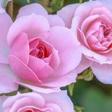 Bonica® Bare Root Rose Bush