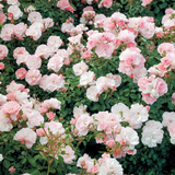 Bonica® Bare Root Rose Bush
