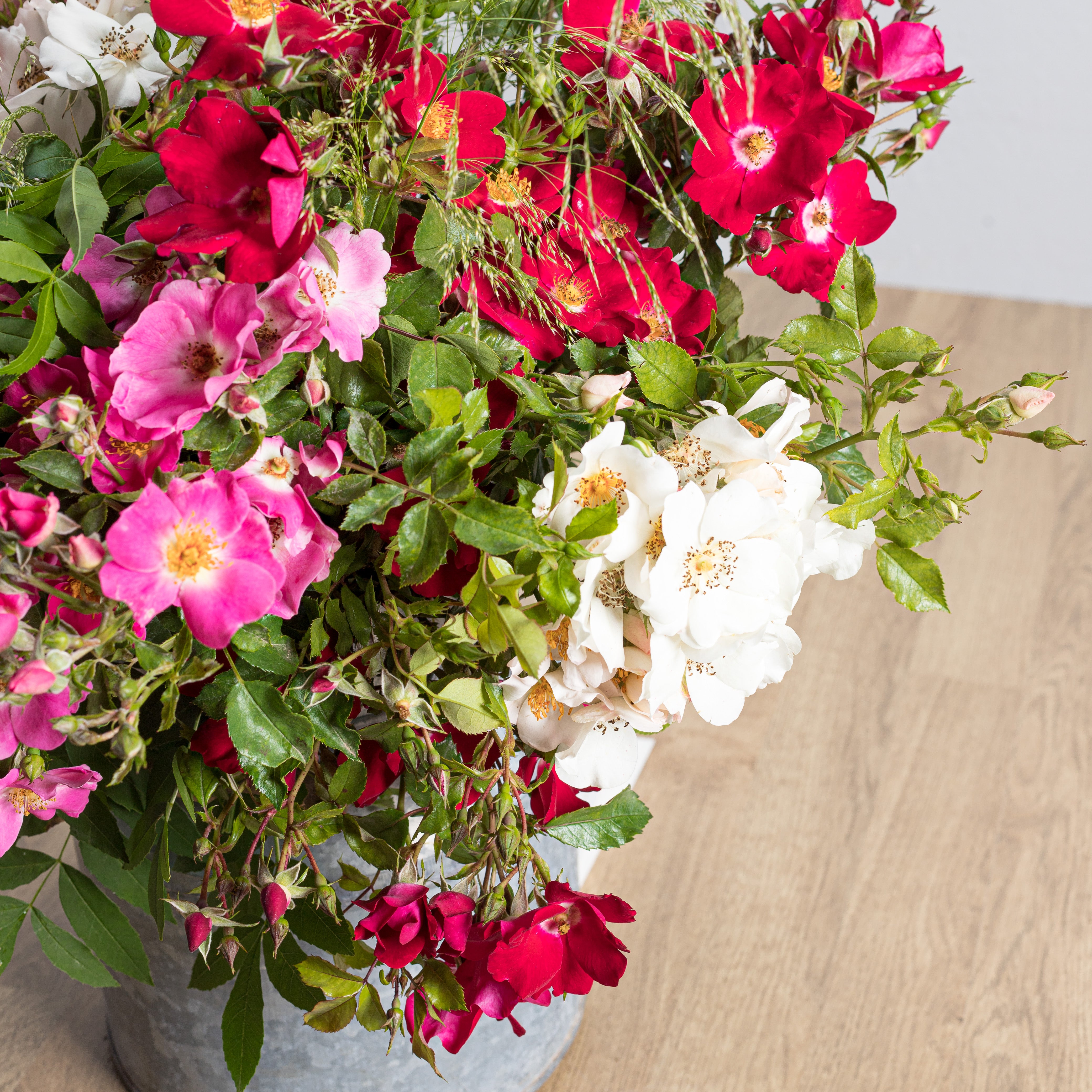 Friendly® Red Potted Rose Bush