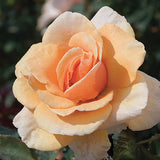 Brandy™ Bare Root Rose Bush