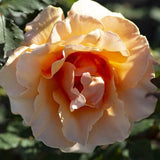 Brandy™ Bare Root Rose Bush