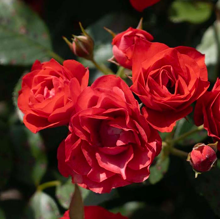 house rose plant Brick House® Orange Potted Rose Bush