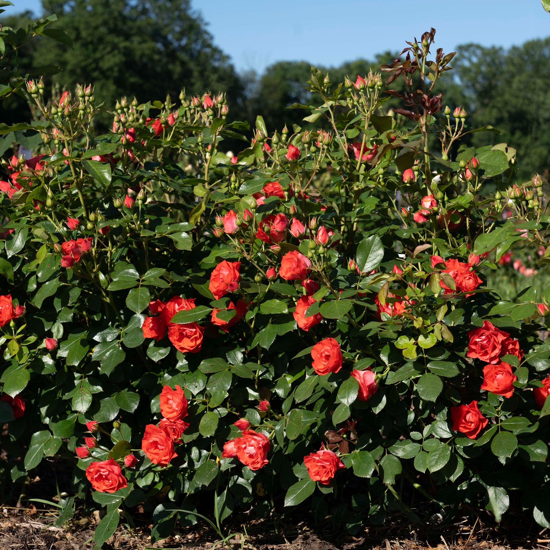 Brick House® Orange Bare Root Rose Bush