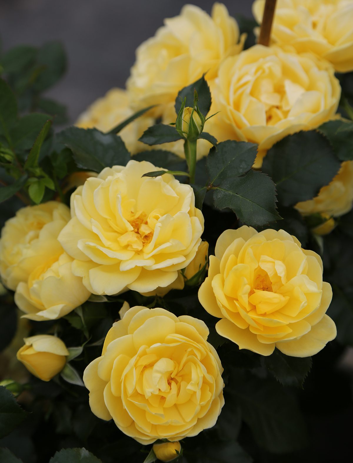 Brick House® Yellow Bare Root Rose Bush
