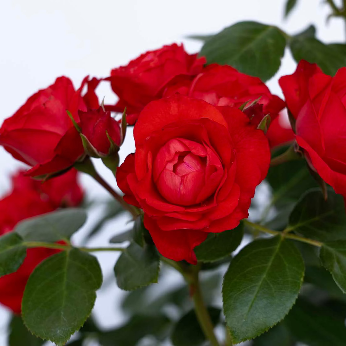 Brick House® Bare Root Rose Bush