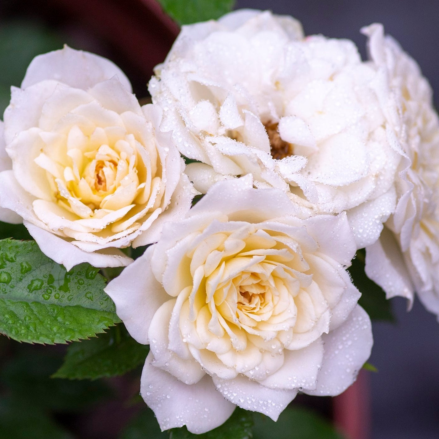 Bridal Sunblaze® Potted Rose Bush
