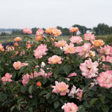 Bright and Shiny™ Potted Rose Bush