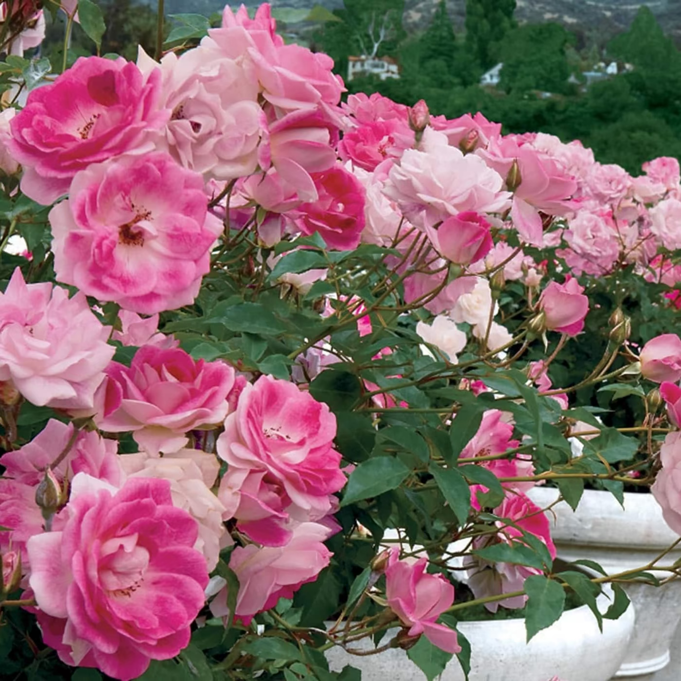 Brilliant Pink Iceberg Bare Root Rose Bush